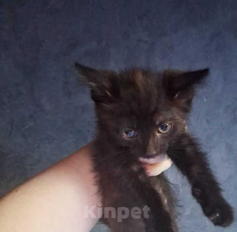 Кошки в Липецке: Отдам в добрые руки красивых котят!) Мальчик, Бесплатно - фото 3