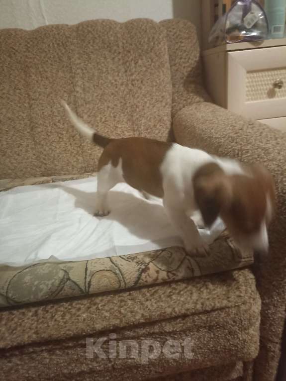 Собаки в Москве: Продаются  щенки Девочка, 25 000 руб. - фото 7