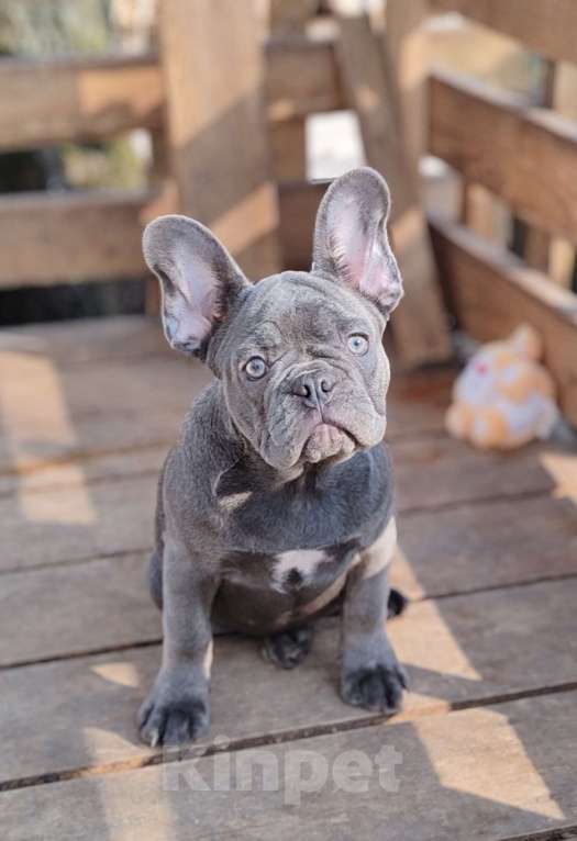 Собаки в Санкт-Петербурге: Шикарная лиловая  девочка Девочка, 60 000 руб. - фото 1