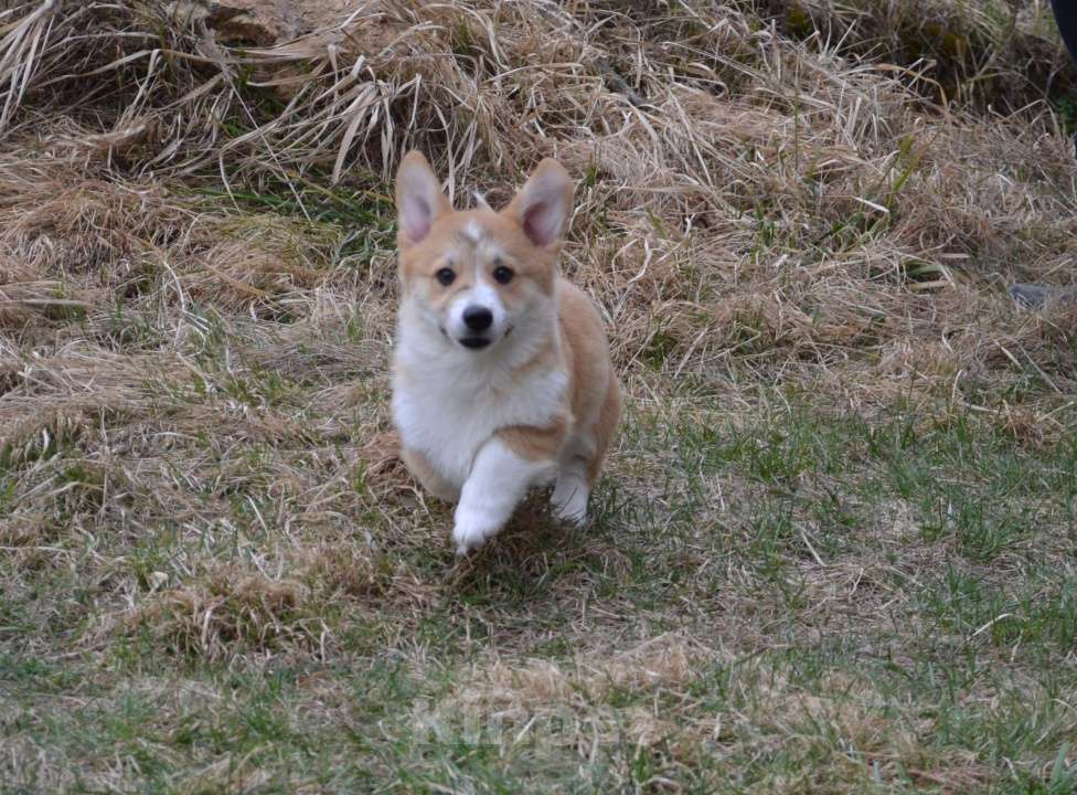 Собаки в Ореховом-Зуево: Коржики Мальчик, 40 000 руб. - фото 2