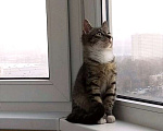 Кошки в Санкт-Петербурге: Маркиз ищет свой дворец  Мальчик, 1 руб. - фото 3