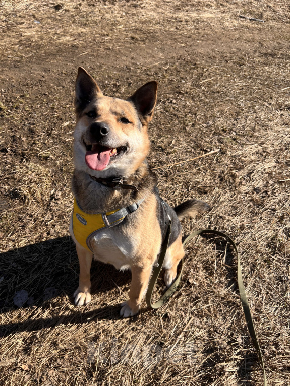 Собаки в Москве: Интеллектуал красавчик  Мальчик, Бесплатно - фото 2