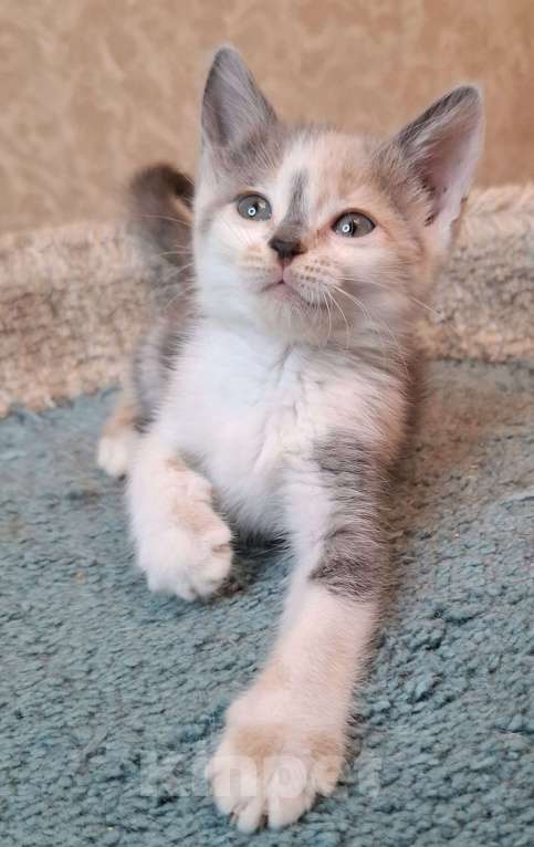 Кошки в Москве: Котёнок с ромбиком на носу в добрые руки  Девочка, Бесплатно - фото 2