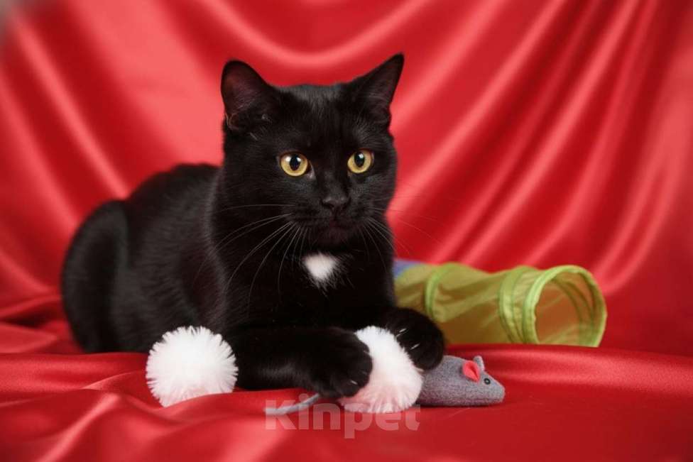 Кошки в Москве: Черная кошка Нюша в добрые руки Девочка, 10 руб. - фото 1