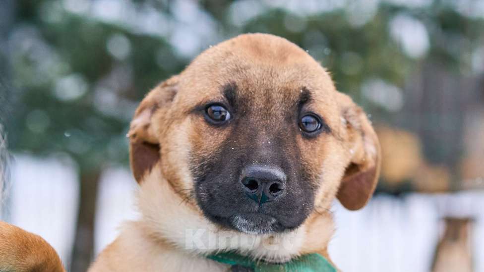 Собаки в Москве: Щенок Стич ищет дом Мальчик, Бесплатно - фото 1
