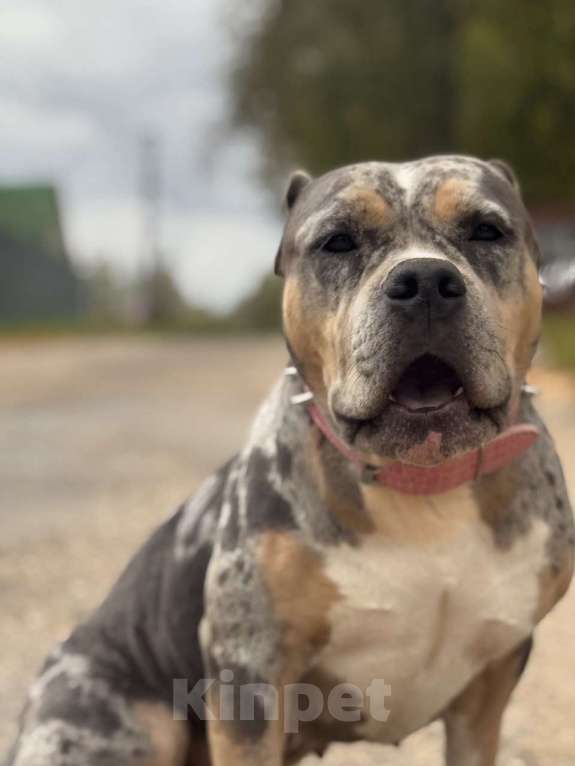 Собаки в Сочи: Щенки, Американские булли Мальчик, Бесплатно - фото 7