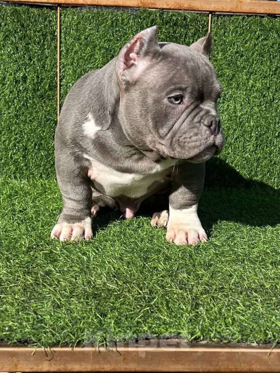 Собаки в Москве: Красивые булли Мальчик, Бесплатно - фото 2