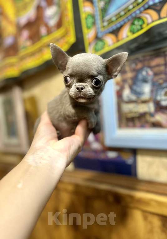 Собаки в Ростове-на-Дону: Девочка лиловая чихуахуа Девочка, 50 000 руб. - фото 8