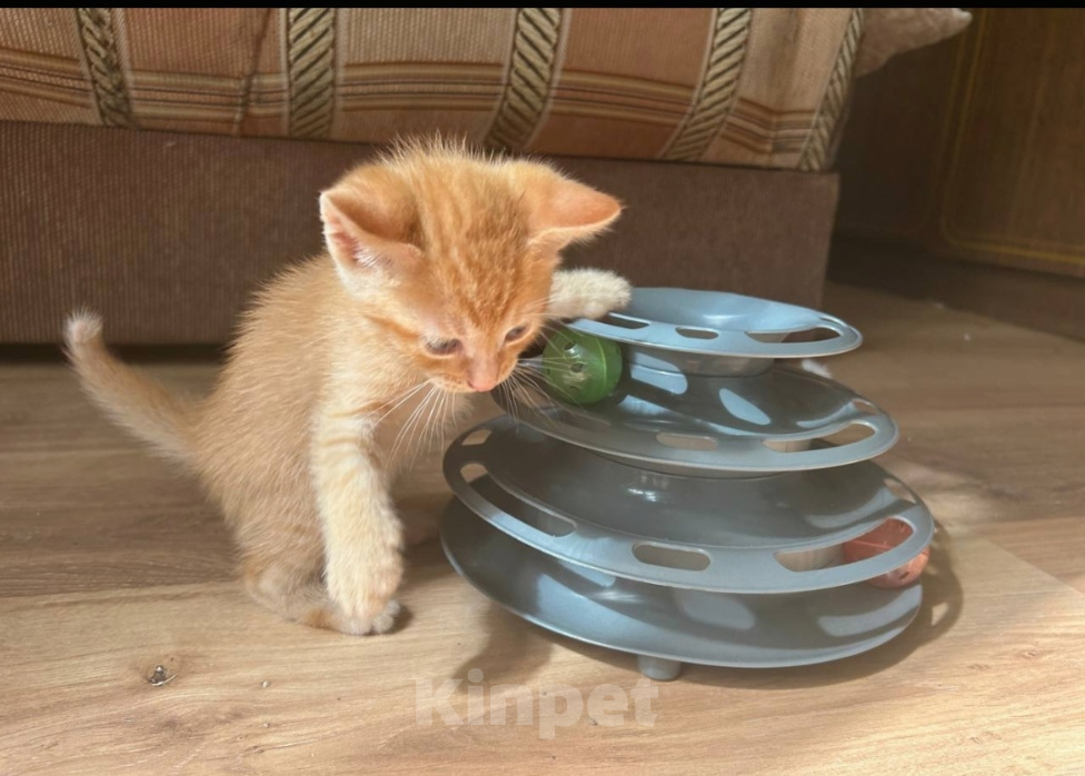 Кошки в Солнечногорске: Котята в дар Разнополые, Бесплатно - фото 1