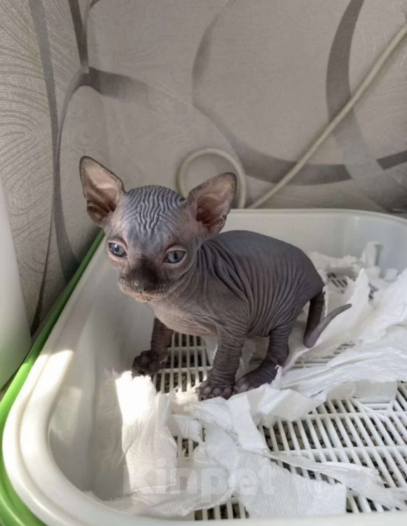 Кошки в Кашире:  Канадский сфинкс Девочка, 15 000 руб. - фото 2