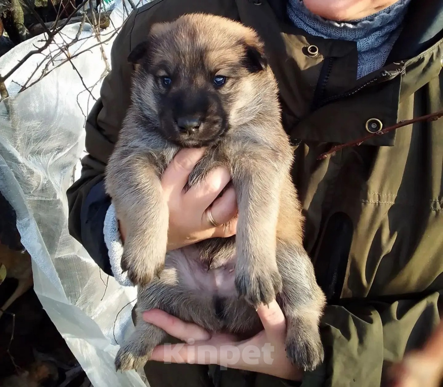Собаки в других городах Ивановской области: Щенки, 4 мальчика и 1 девочка, 4–5 недель, срочный пристрой (Тейково, район) Мальчик, Бесплатно - фото 3
