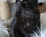 Кошки в Санкт-Петербурге: Черный магический мейн-кун Мальчик, 120 000 руб. - фото 3