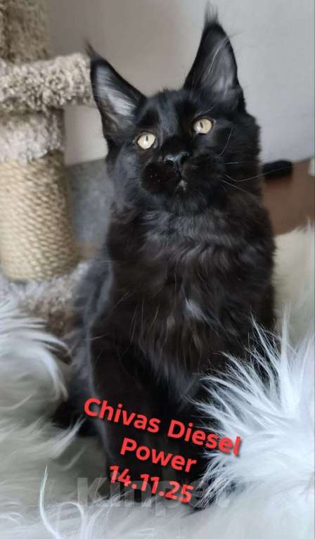 Кошки в Санкт-Петербурге: Черный магический мейн-кун Мальчик, 120 000 руб. - фото 3