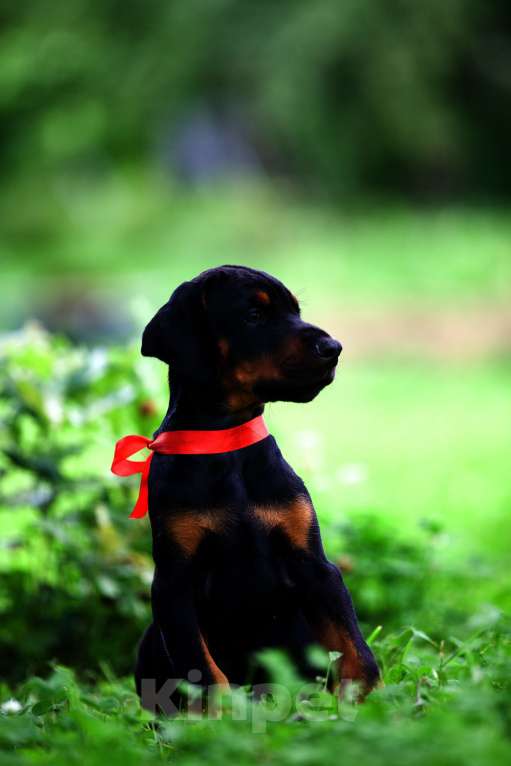 Собаки в Кемерово: Щенки с документами Мальчик, 50 000 руб. - фото 4