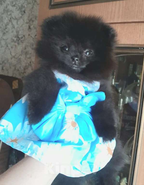 Собаки в Пензе: Шпиц померанский девочка Девочка, 35 000 руб. - фото 1