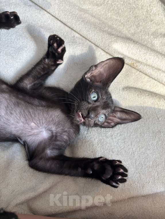 Кошки в Санкт-Петербурге: Ориентальный котенок Девочка, 30 000 руб. - фото 7