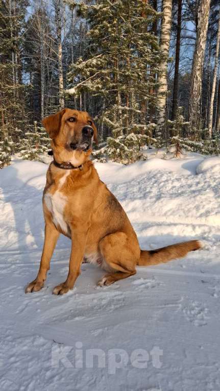 Собаки в Екатеринбурге: Щенки в добрые руки Мальчик, 500 руб. - фото 7