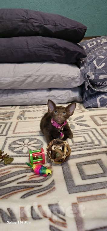 Кошки в Москве: Циннамон Девочка, 50 000 руб. - фото 5