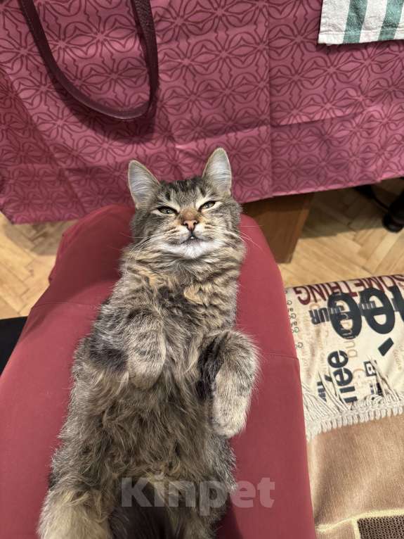 Кошки в Москве: Кошечка Крошка в добрые руки Девочка, Бесплатно - фото 7