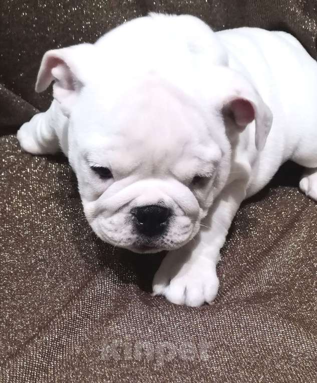 Собаки в Санкт-Петербурге: Щенок английского бульдога Девочка, 110 000 руб. - фото 3