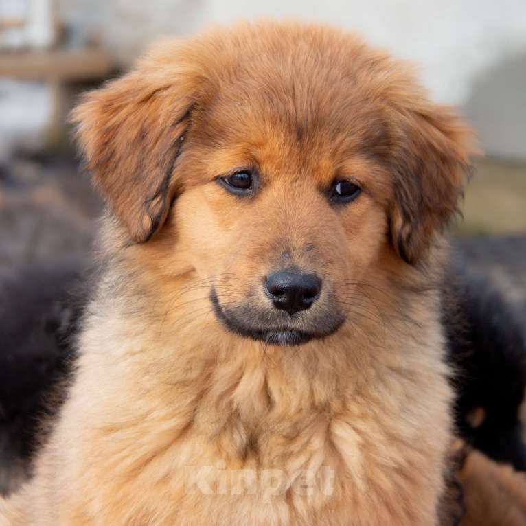 Собаки в Москве: Щенки Монгольского банхара Девочка, Бесплатно - фото 4