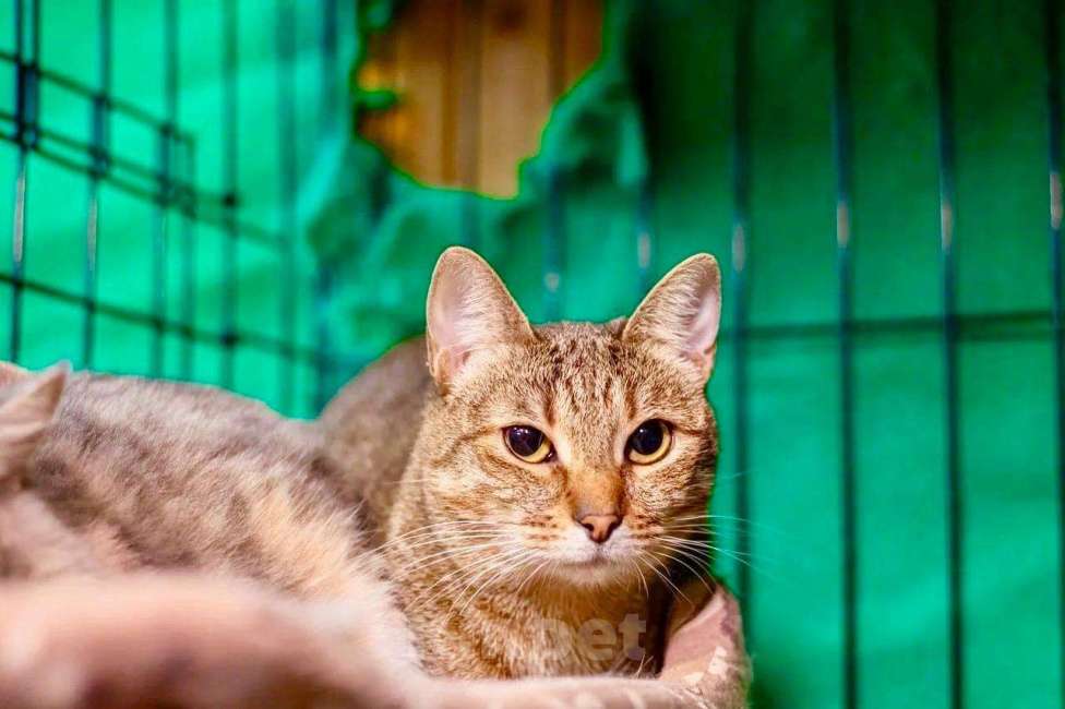 Кошки в Москве: Кошка Жемчужинка - полосатая красавица, в добрые руки Девочка, Бесплатно - фото 3