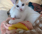 Кошки в Москве: Котенок Нарния ищет дом Девочка, Бесплатно - фото 3