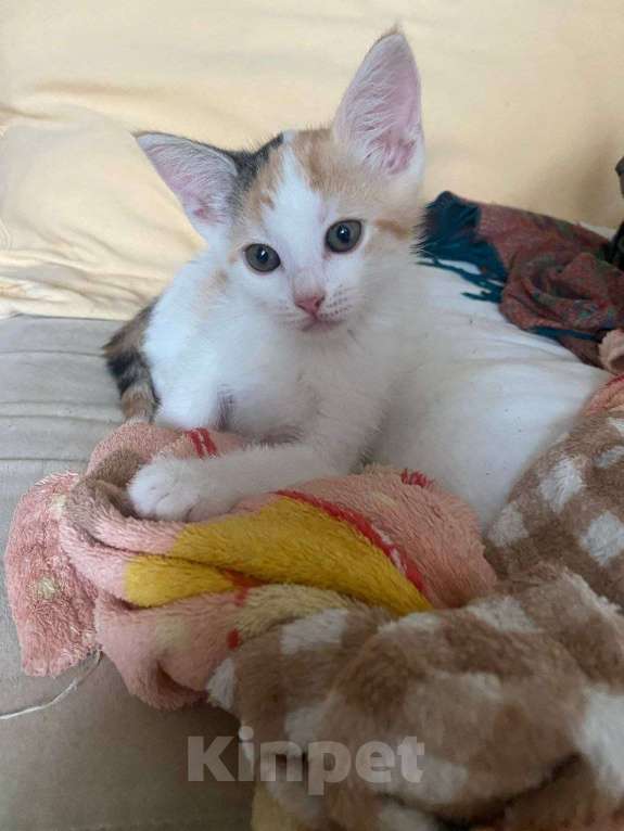Кошки в Москве: Котенок Нарния ищет дом Девочка, Бесплатно - фото 3