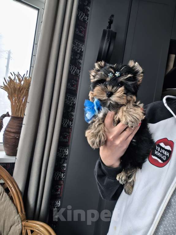 Собаки в Пушкино: Очень красивый курносенький мальчик  Мальчик, 27 000 руб. - фото 1