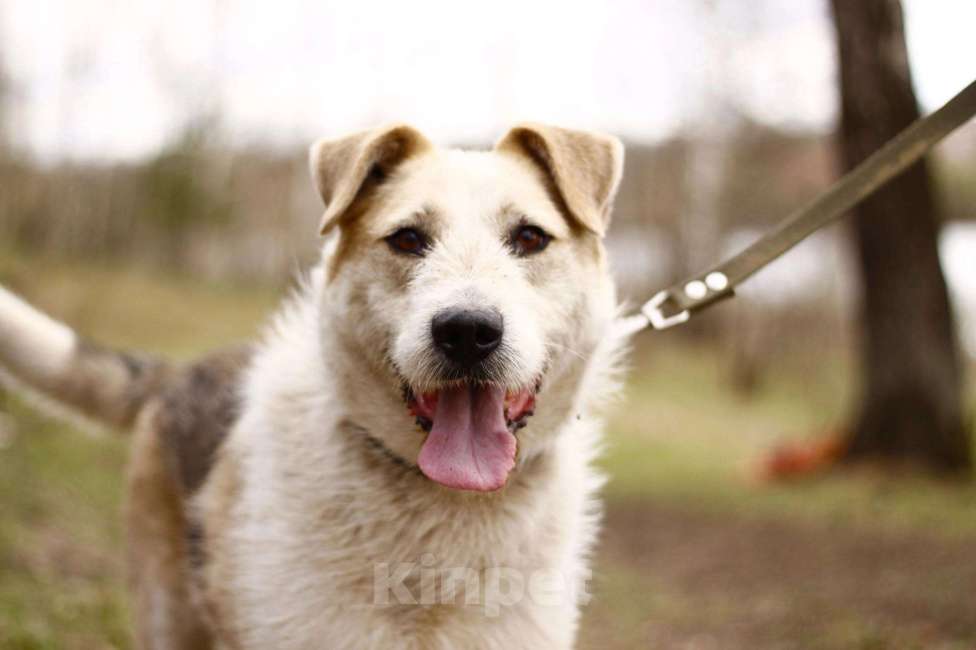 Собаки в Москве: Фома для семьи с детьми и не только Мальчик, 500 руб. - фото 2