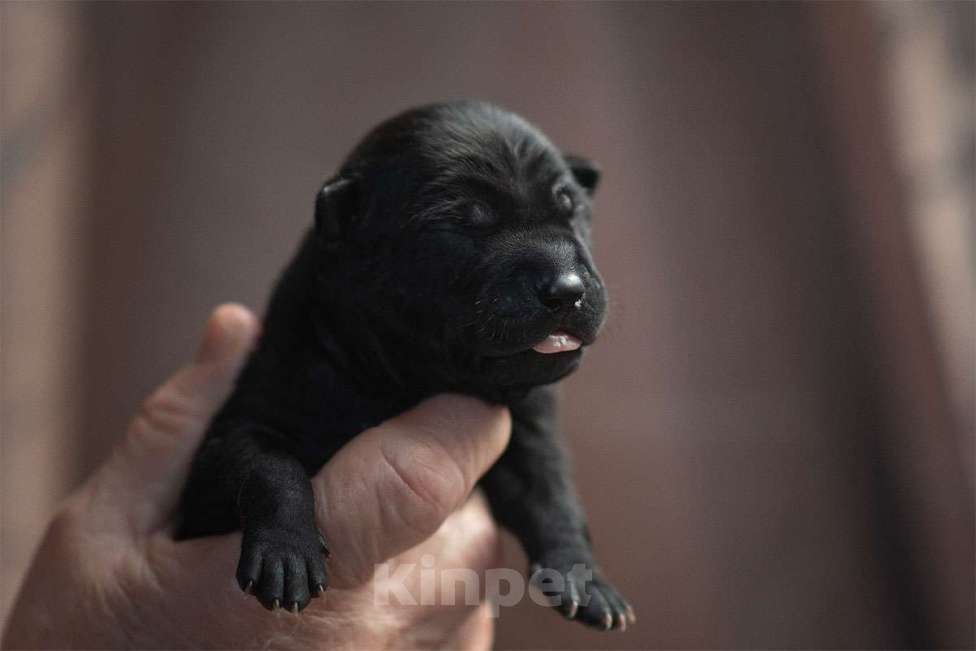 Собаки в Перми: Щенок тайского риджбека Мальчик, 80 000 руб. - фото 1