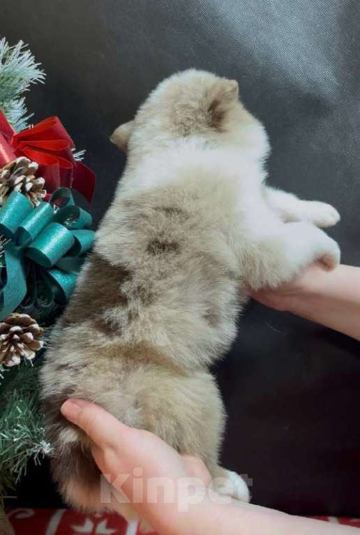 Собаки в других городах Московской области: Бордер колли шикарный голубоглазый мальчик Мальчик, 90 000 руб. - фото 5