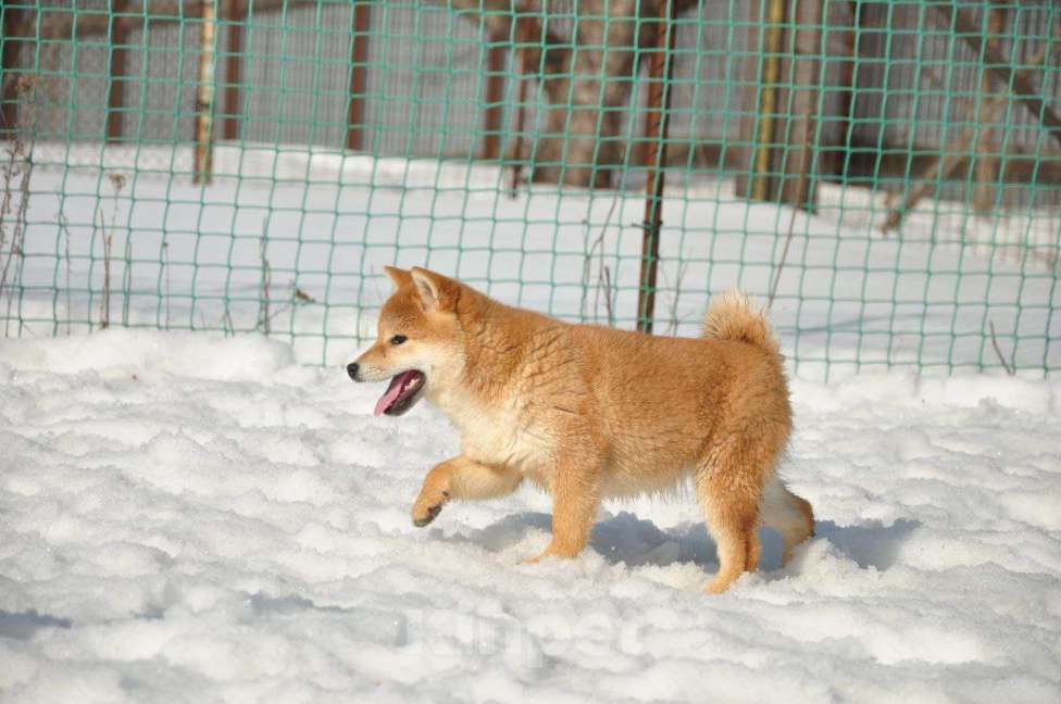 Собаки в Задонске: Щенок Сиба Девочка, 40 000 руб. - фото 2