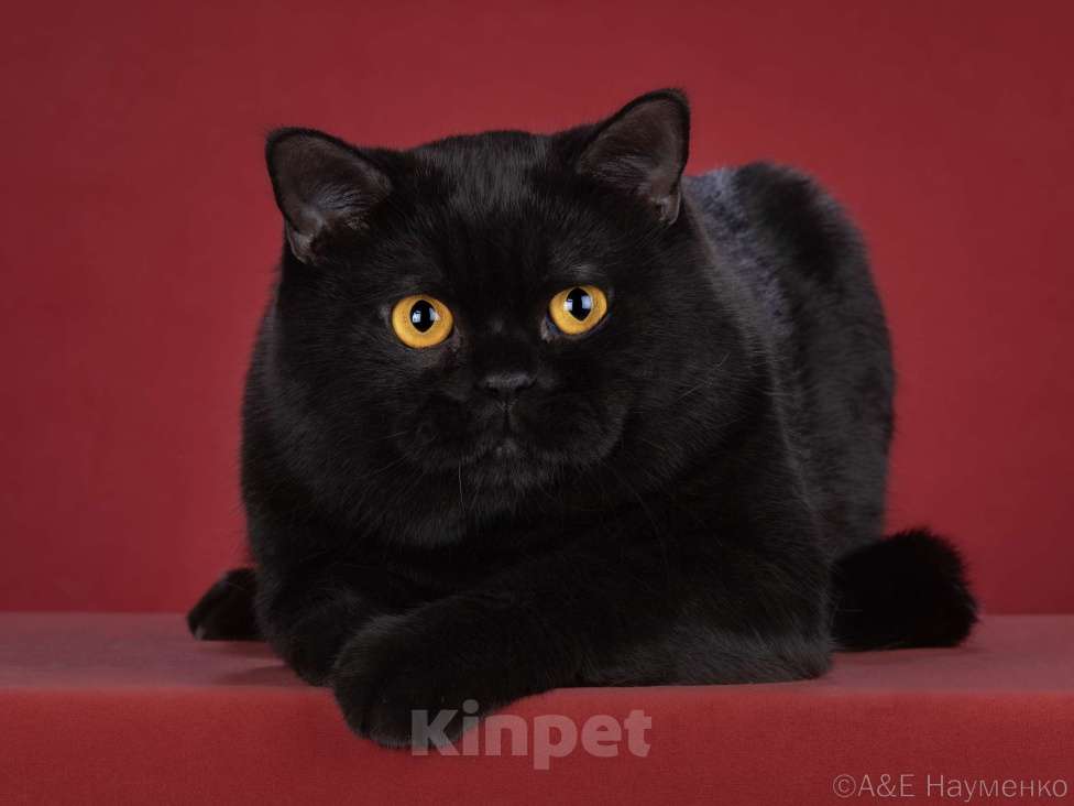 Кошки в Москве: Британский короткошерстный котенок Мальчик, Бесплатно - фото 1