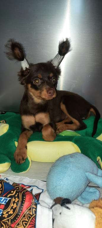 Собаки в Новосибирске: Девочка Ундомиэль Девочка, 71 000 руб. - фото 4