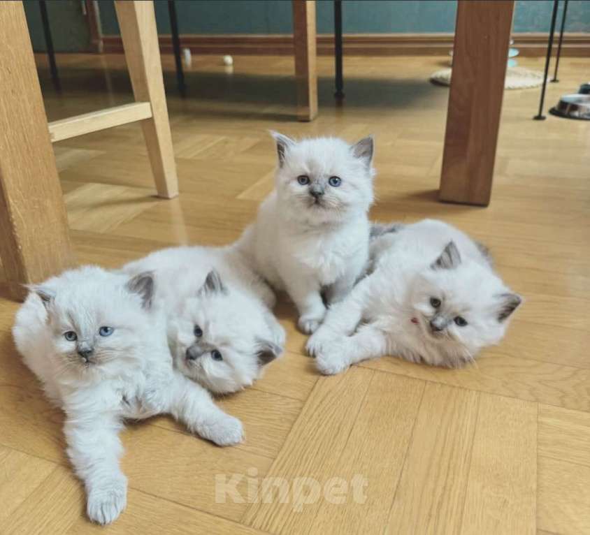 Кошки в Сочи: Рэгдолл для Вас Девочка, 65 000 руб. - фото 1