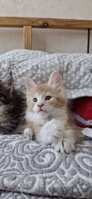 Кошки в Геленджике: Продаётся котёнок мейн-кун, мальчик, яркий рыжий окрас d 03 22, из питомника EdenLight (Геленджик) Мальчик, Бесплатно - фото 7