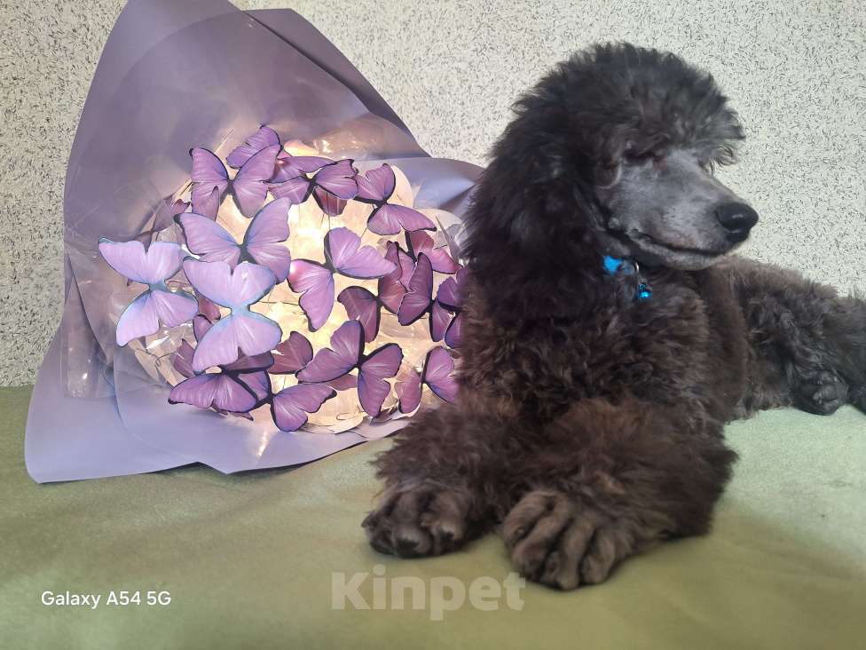 Собаки в Санкт-Петербурге: Пудель средний Мальчик, 90 000 руб. - фото 2