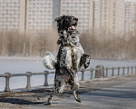 Собаки в Москве: Бывшедомашний Атли ищет дом Мальчик, Бесплатно - фото 3