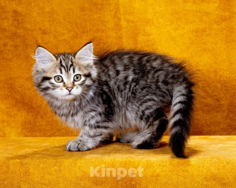 Кошки в Саратове: Сибирский котенок Клим Мальчик, 60 000 руб. - фото 2
