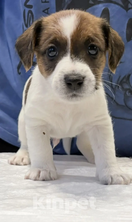 Собаки в Москве: Джек Рассел терьер Мальчик, 25 000 руб. - фото 3