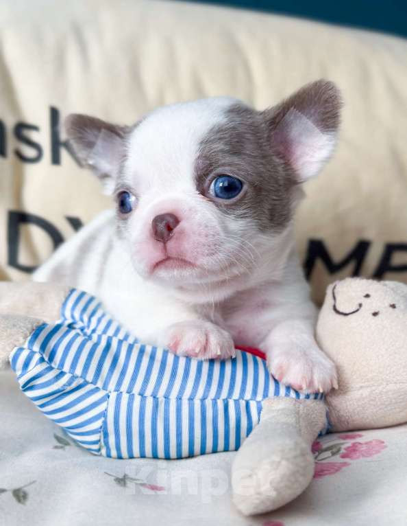 Собаки в Москве: Красивый мальчик чихуахуа Мальчик, 50 000 руб. - фото 3