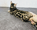 Кошки в Самаре: Бенгальский котенок Мальчик, Бесплатно - фото 5