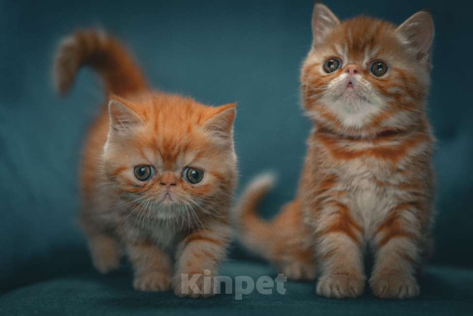 Кошки в Санкт-Петербурге: Экзотики - плюшевые медвежата Девочка, 25 000 руб. - фото 5