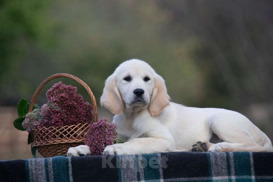 Собаки в Воронеже: Щенки золотистого ретривера  Мальчик, 60 000 руб. - фото 3