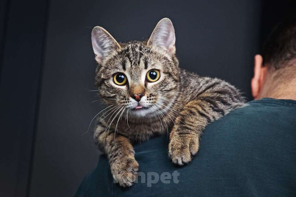 Кошки в Москве: Малыш Квант Мальчик, Бесплатно - фото 4