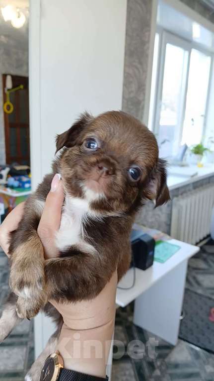 Собаки в Хабаровске: Продам мальчика МИНИ ЧИХУАХУА  Мальчик, 60 000 руб. - фото 2