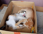 Кошки в Волжском: Котёнок ищет дом Девочка, 100 руб. - фото 5