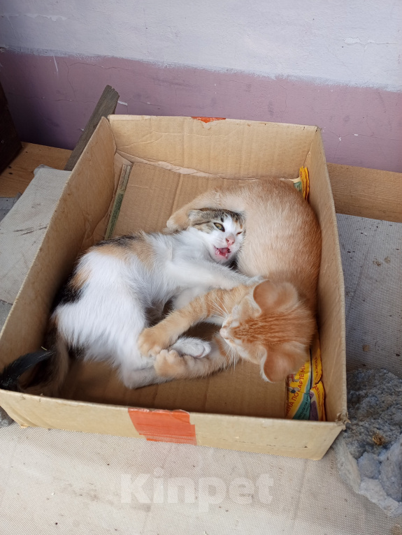Кошки в Волжском: Котёнок ищет дом Девочка, 100 руб. - фото 5