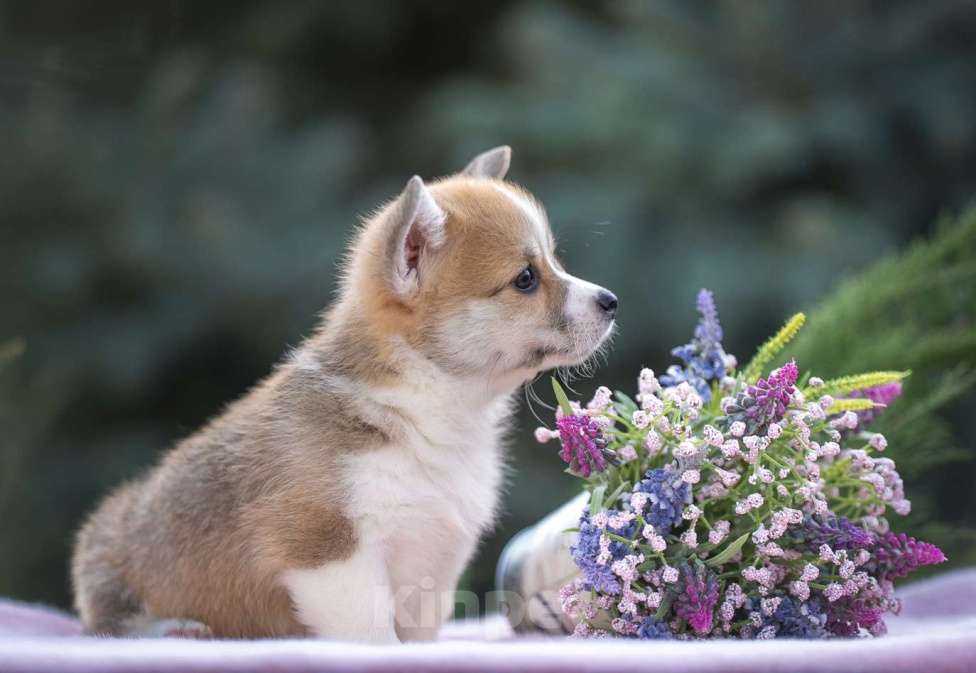 Собаки в Краснодаре: Вельш корги пемброк щенок девочка Девочка, Бесплатно - фото 1